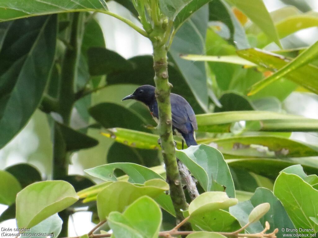 Dicée sanglantadulte, identification