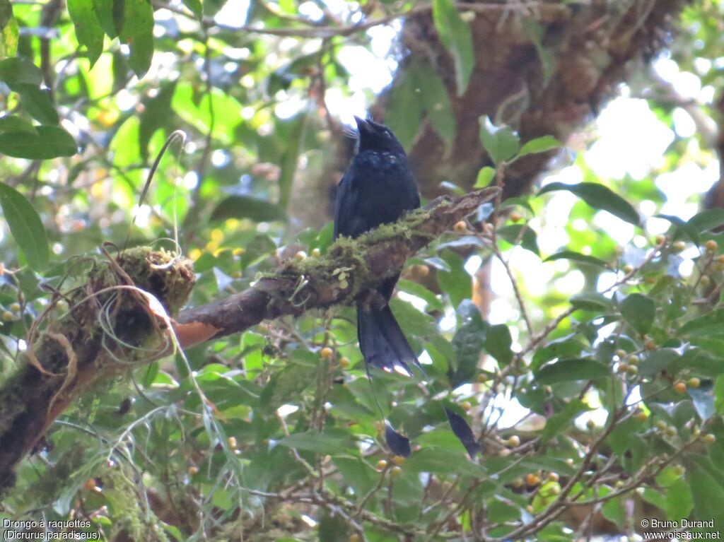 Greater Racket-tailed Drongoadult, identification, Behaviour