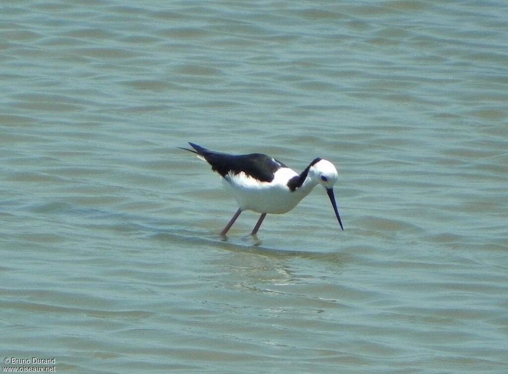 Pied Stiltadult, Behaviour