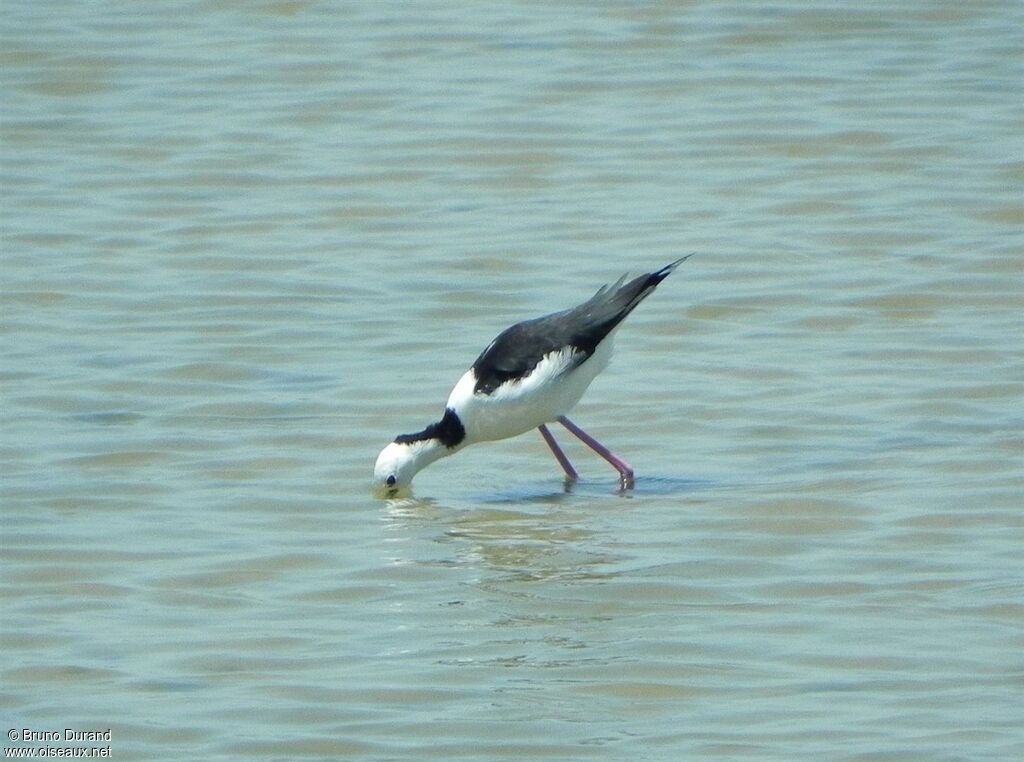 Pied Stiltadult, Behaviour