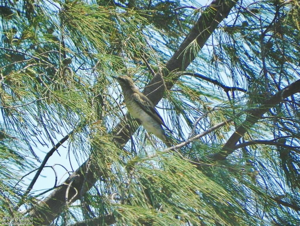 White-shouldered Triller female adult, identification