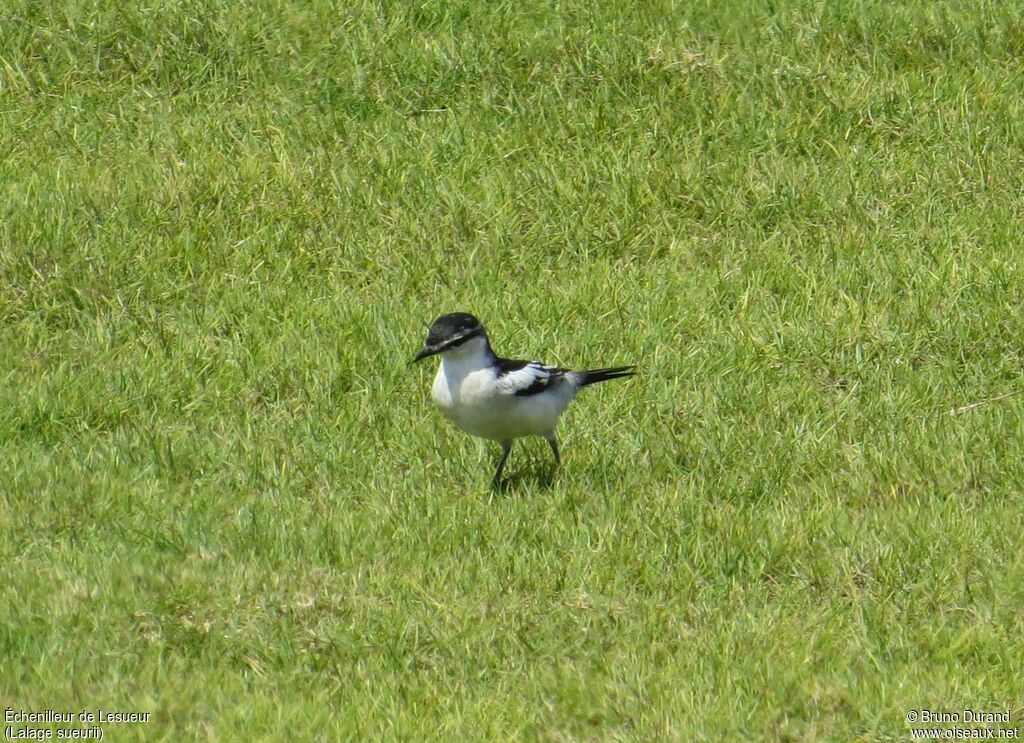 White-shouldered Triller male adult breeding, identification