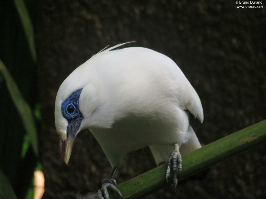 Bali Mynaadult, identification, Behaviour