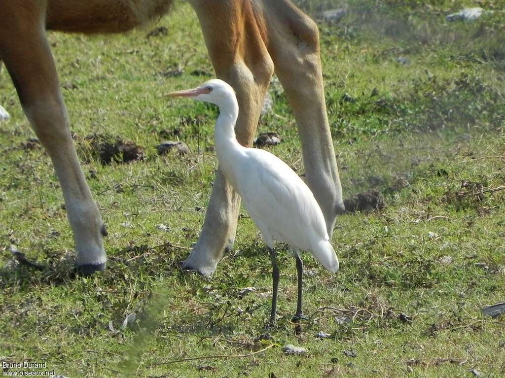 Garde-boeufs d'Asieadulte internuptial, pêche/chasse, Comportement
