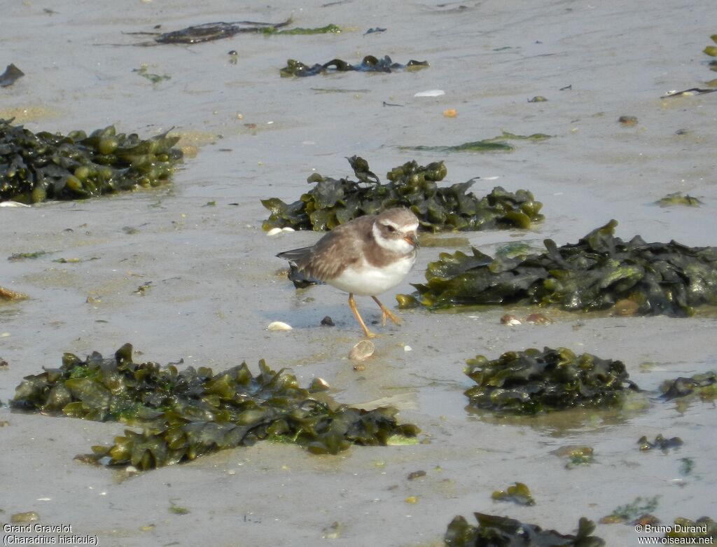 Common Ringed Ploveradult post breeding, identification