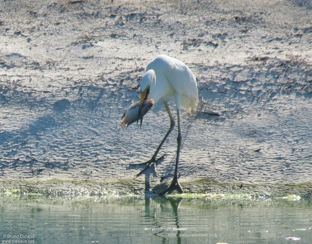 Great Egret, identification, feeding habits, Behaviour