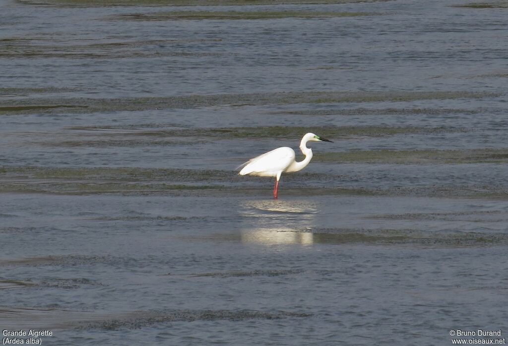 Great Egretadult breeding, identification