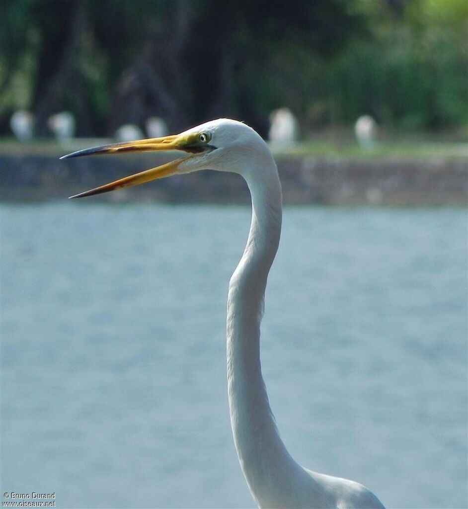 Great Egretadult, identification, Behaviour