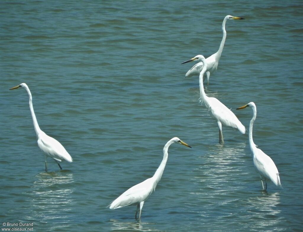 Great Egret, Behaviour