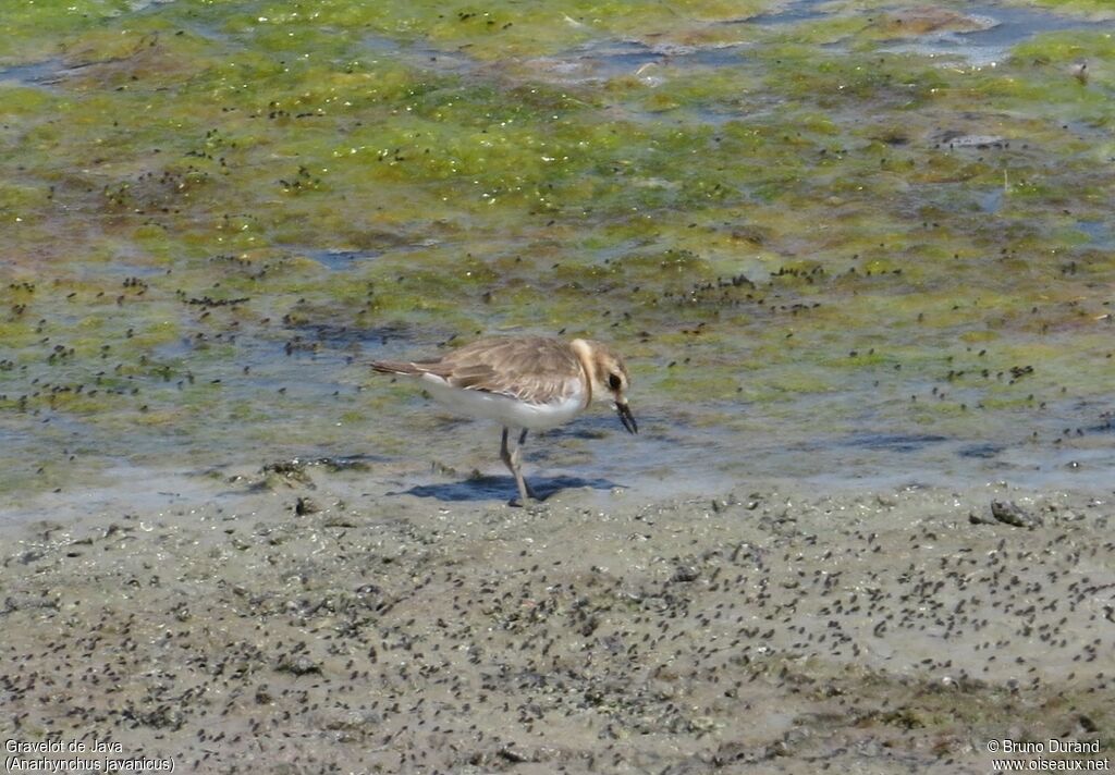 Gravelot de Javaadulte, identification, Comportement