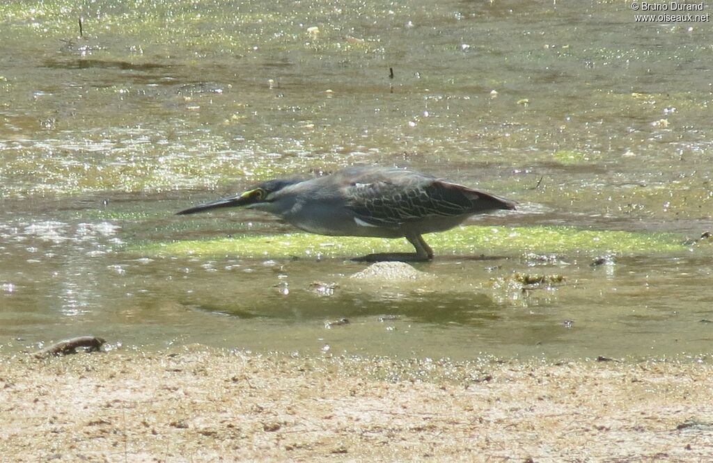 Little Heron, identification, feeding habits, Behaviour
