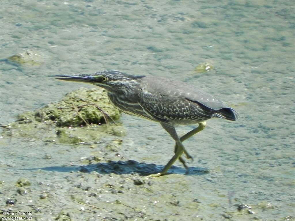 Little Heron