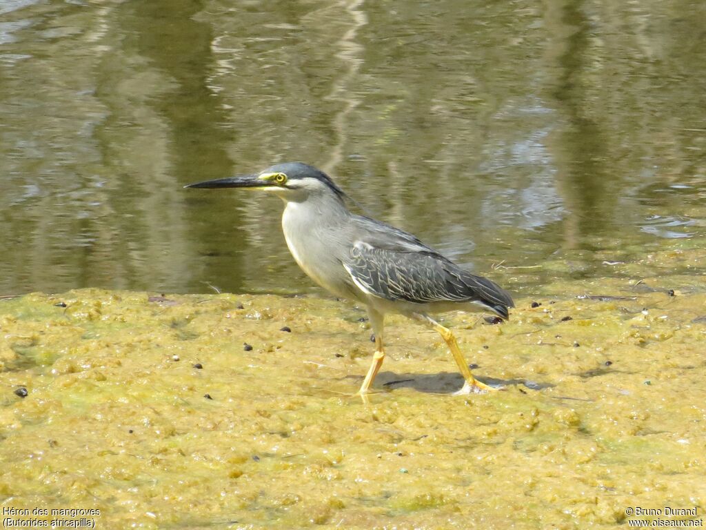 Little Heron