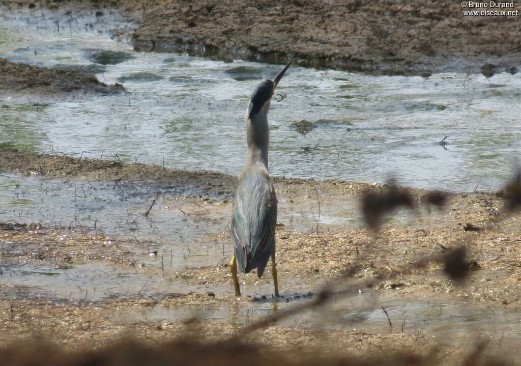 Little Heron