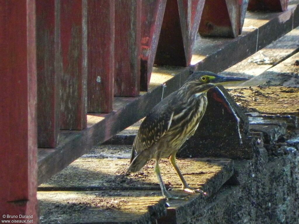 Little Heron