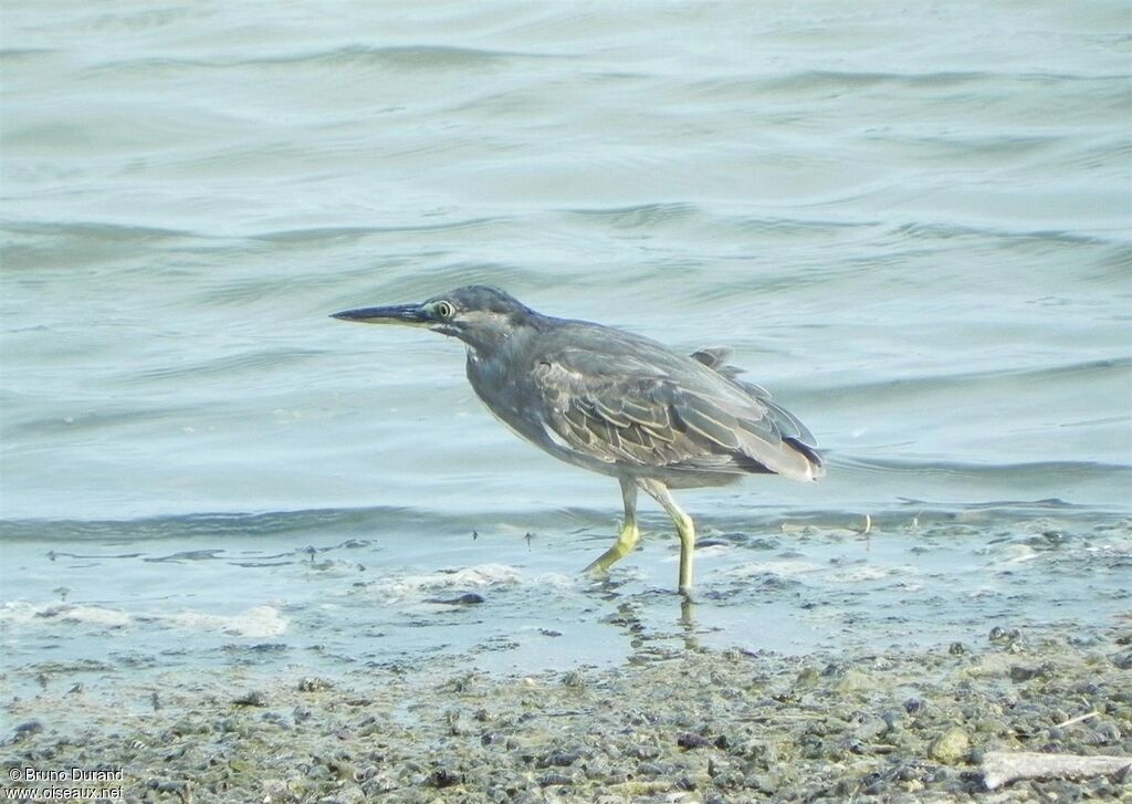 Little Heron