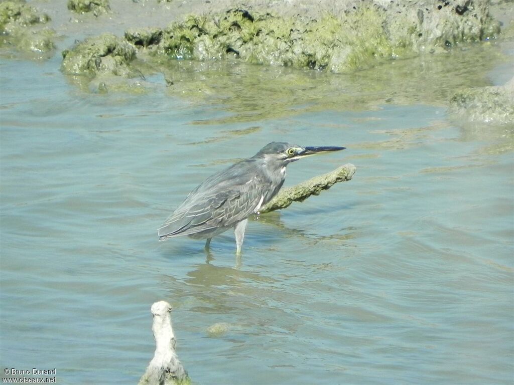 Little Heron