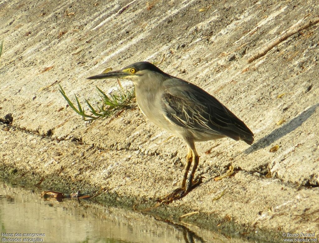 Little Heron