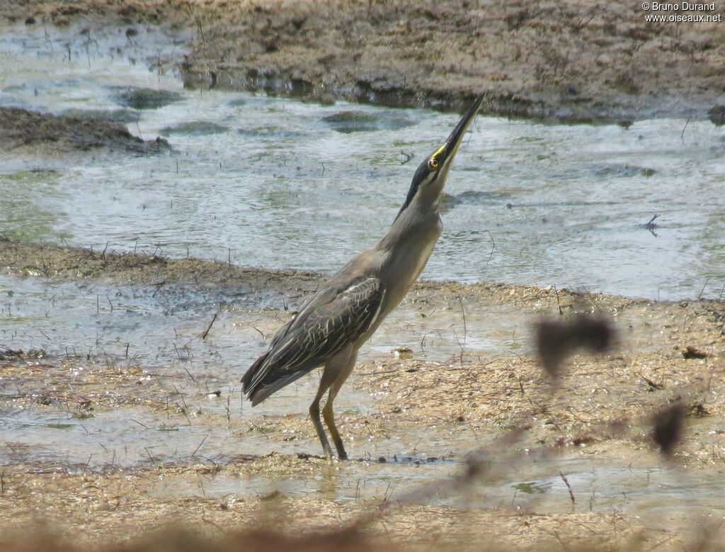 Little Heron