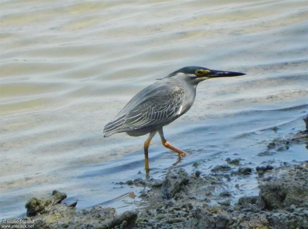 Little Heron