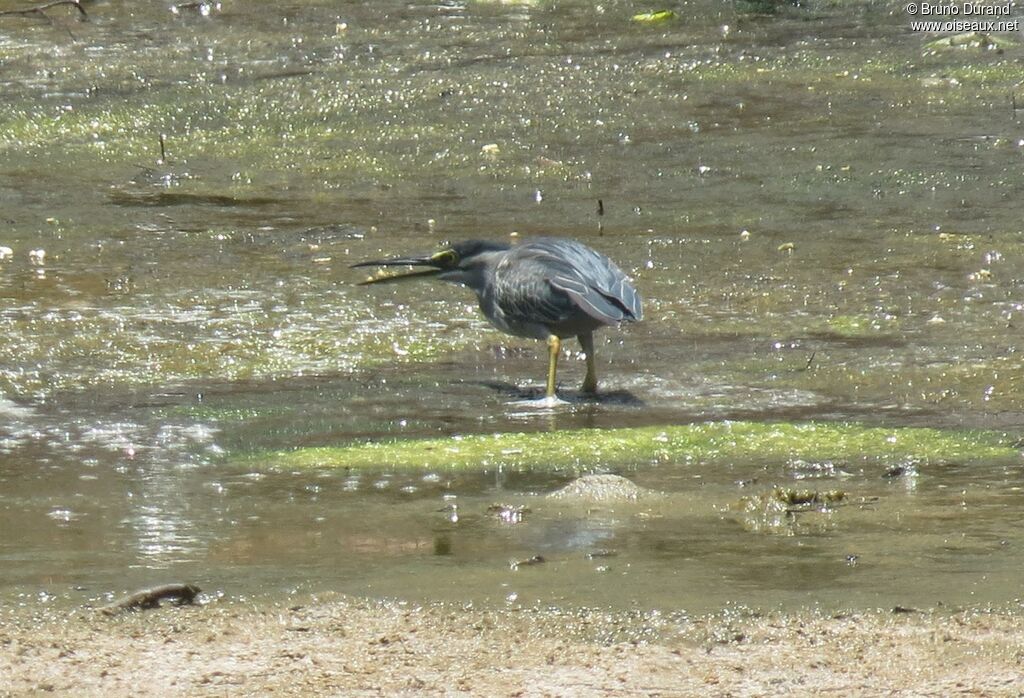 Little Heron, identification, feeding habits, Behaviour