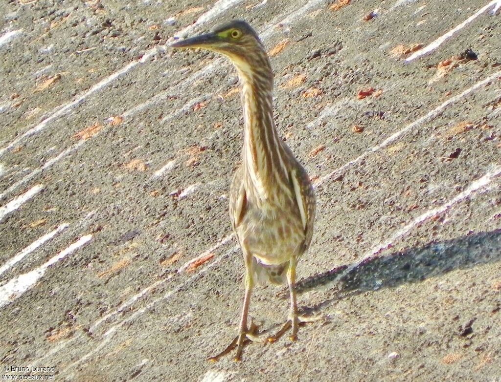 Little Heron