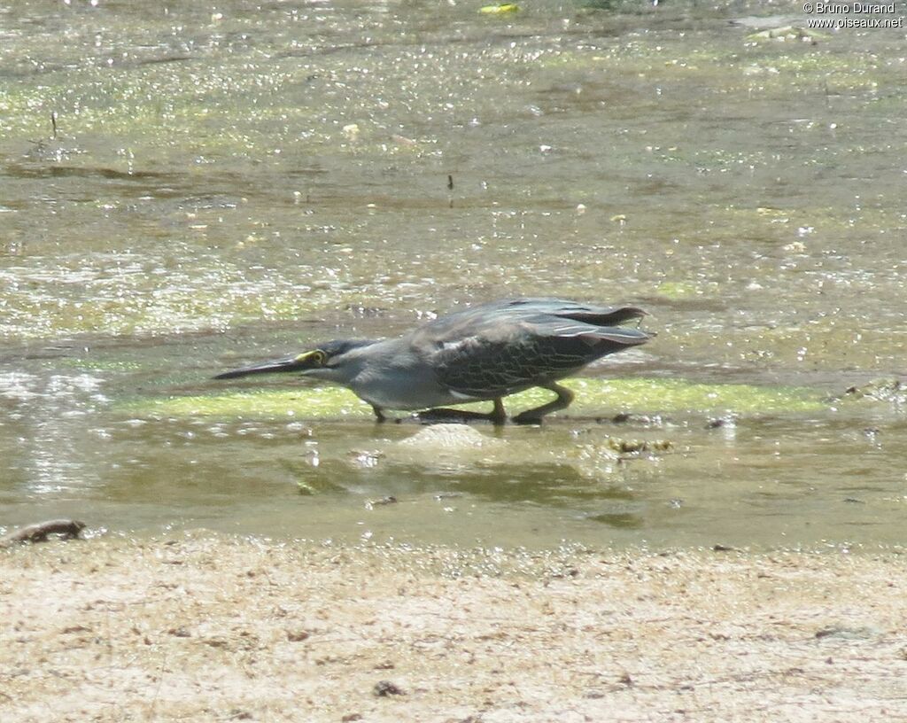Little Heron