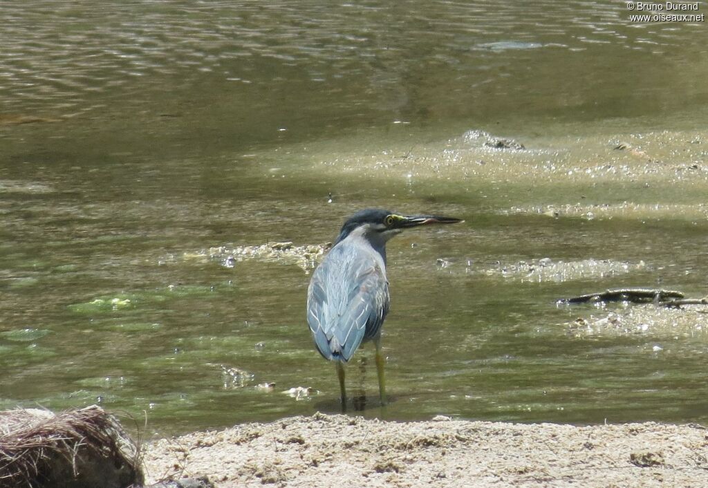 Little Heron