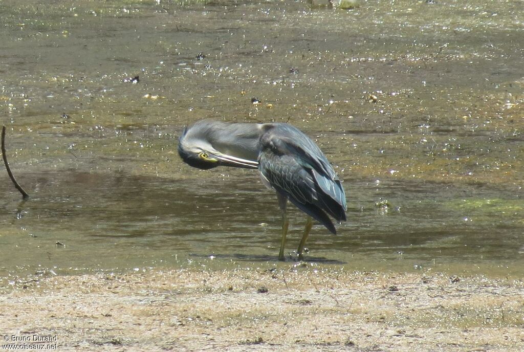 Little Heron