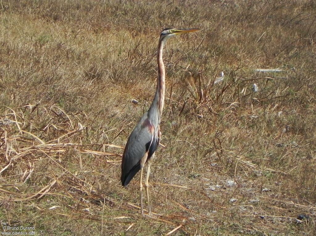 Purple Heronadult, identification, Behaviour
