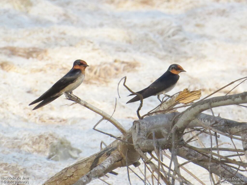 Hirondelle de Javaadulte, identification, Comportement