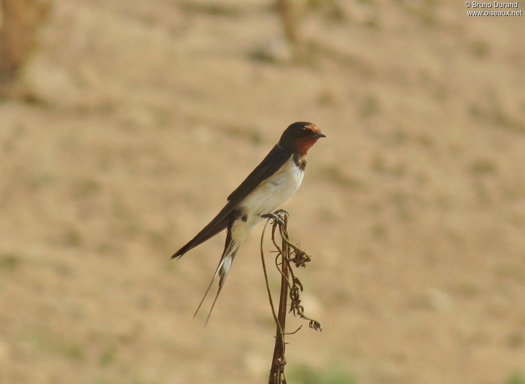 Hirondelle rustiqueadulte, identification, Comportement