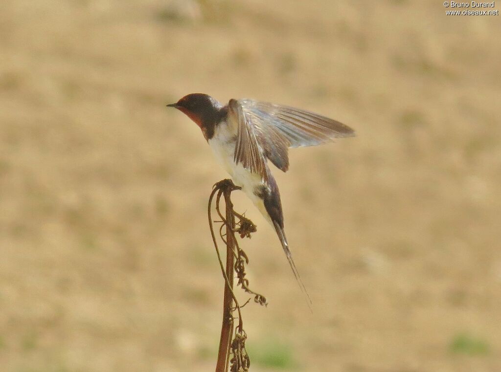 Hirondelle rustiqueadulte, identification, Comportement