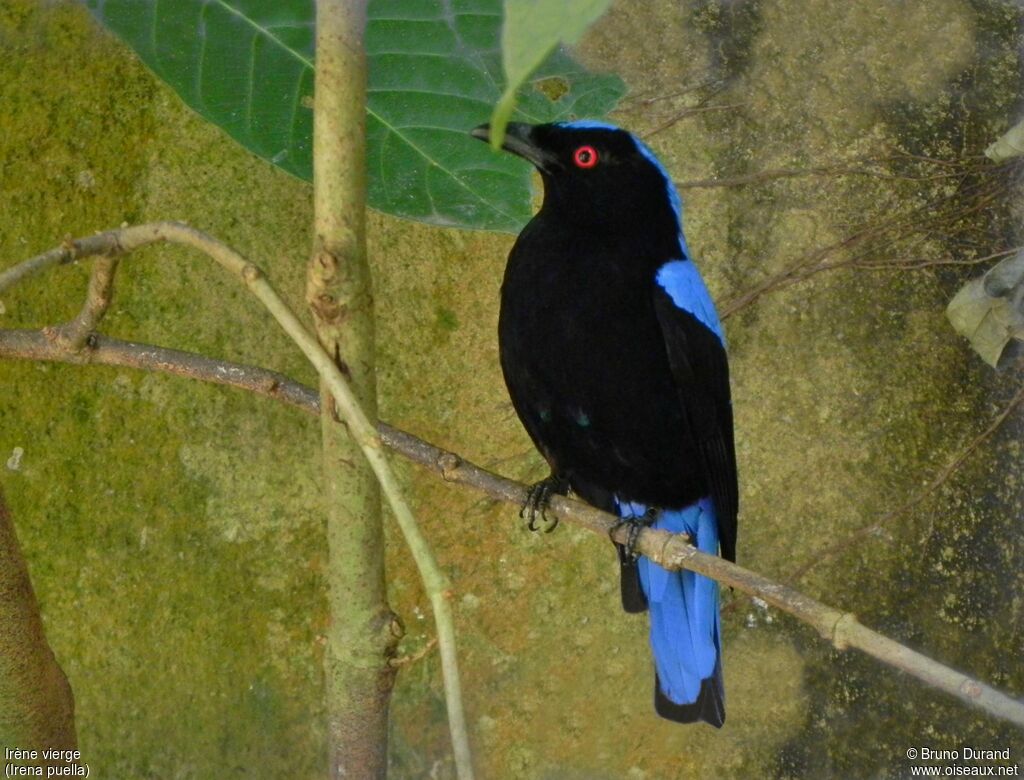 Irène viergeadulte, identification