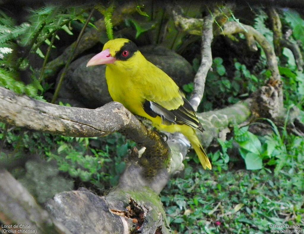 Loriot de Chineadulte, identification