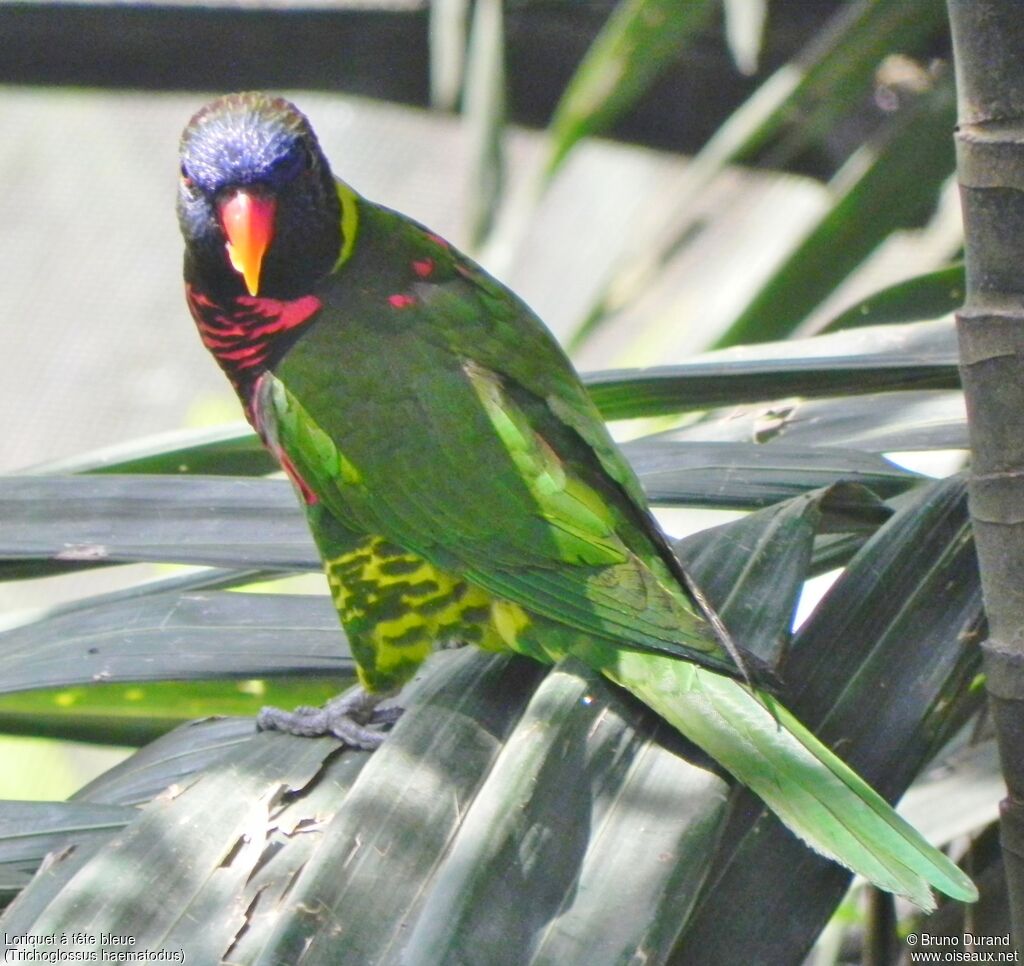 Coconut Lorikeetadult, identification