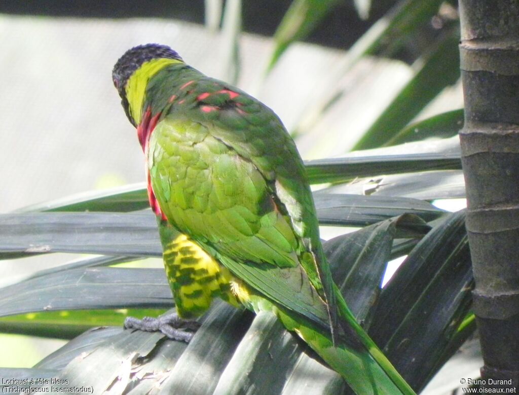 Loriquet à tête bleueadulte, identification