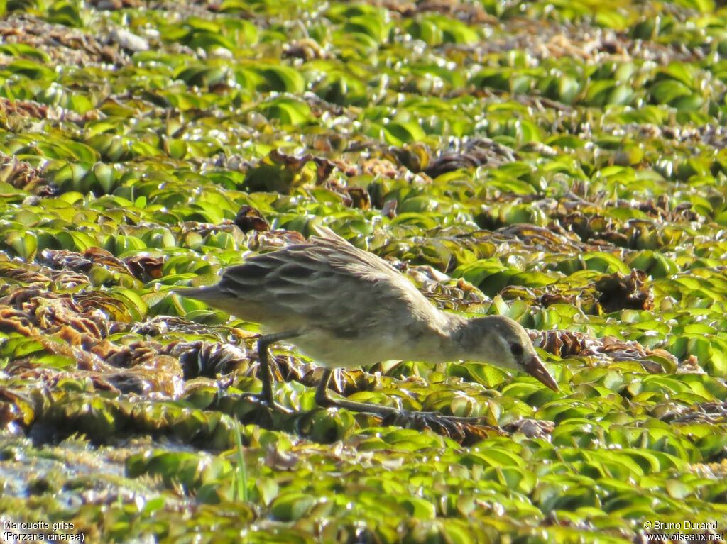 White-browed Crakejuvenile, feeding habits, Behaviour