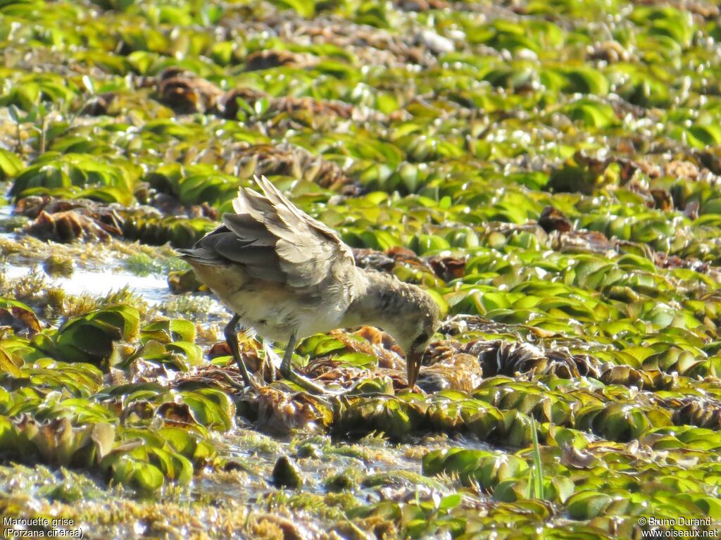 White-browed Crakejuvenile, identification, feeding habits, Behaviour
