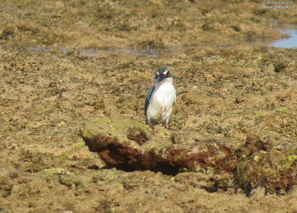 Martin-chasseur à collier blanc, identification, régime, Comportement
