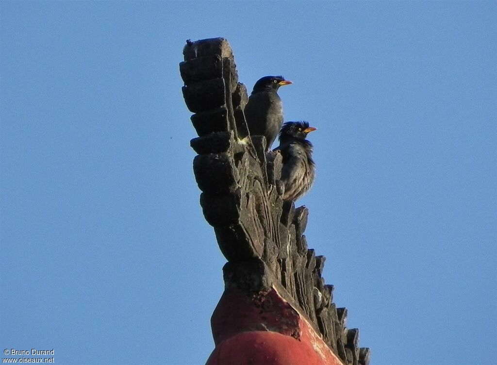 Javan Myna, Behaviour