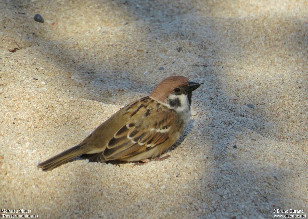 Moineau friquet, identification
