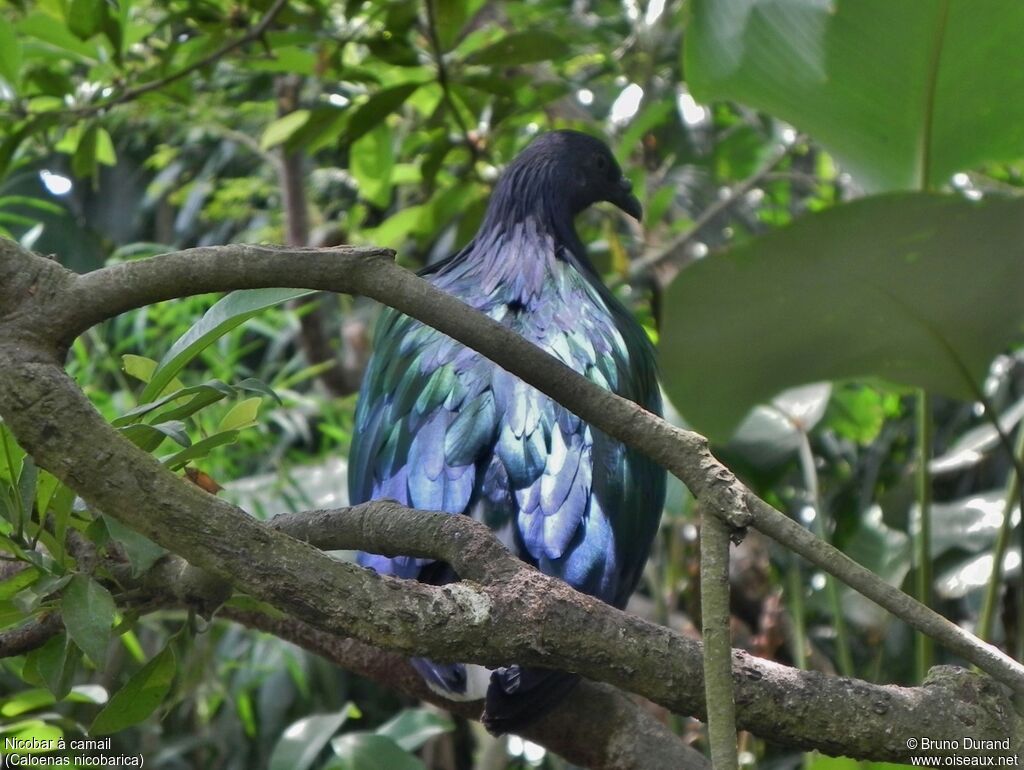 Nicobar à camailadulte, identification