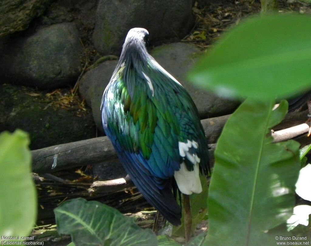 Nicobar à camailadulte, identification