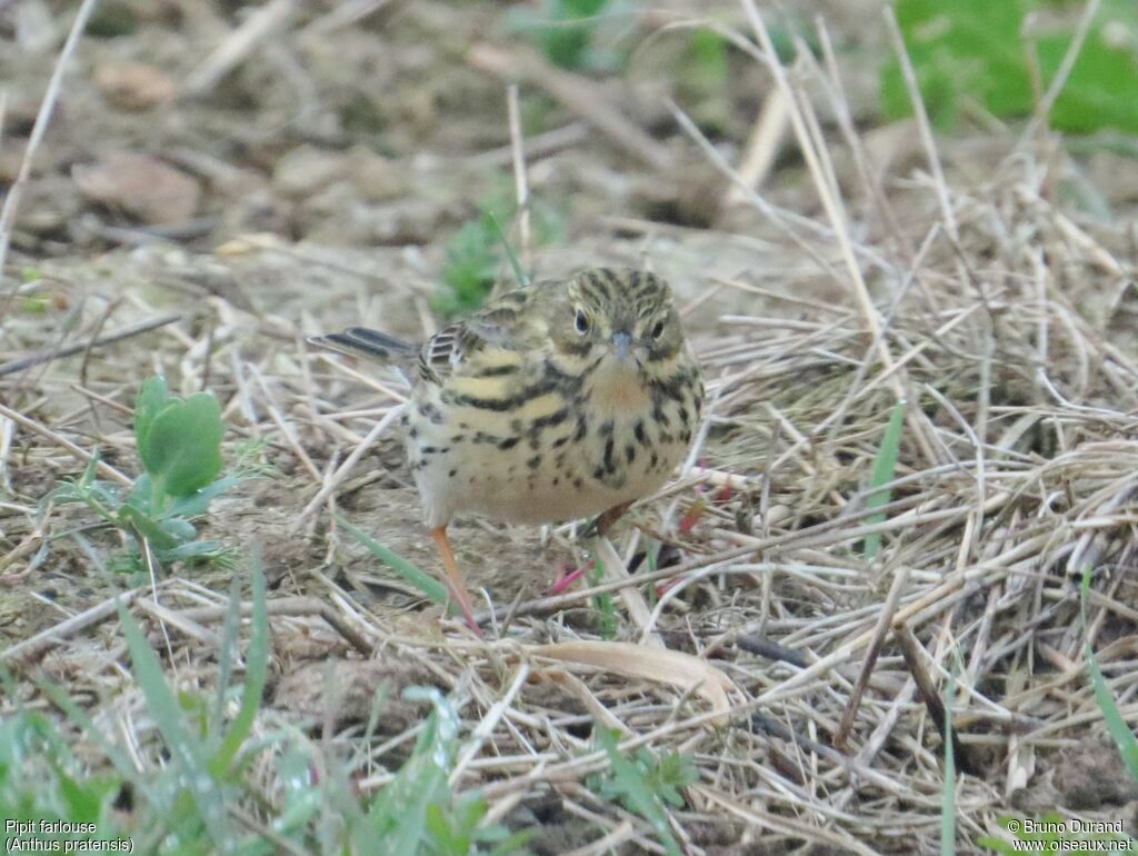 Meadow Pipitadult, identification