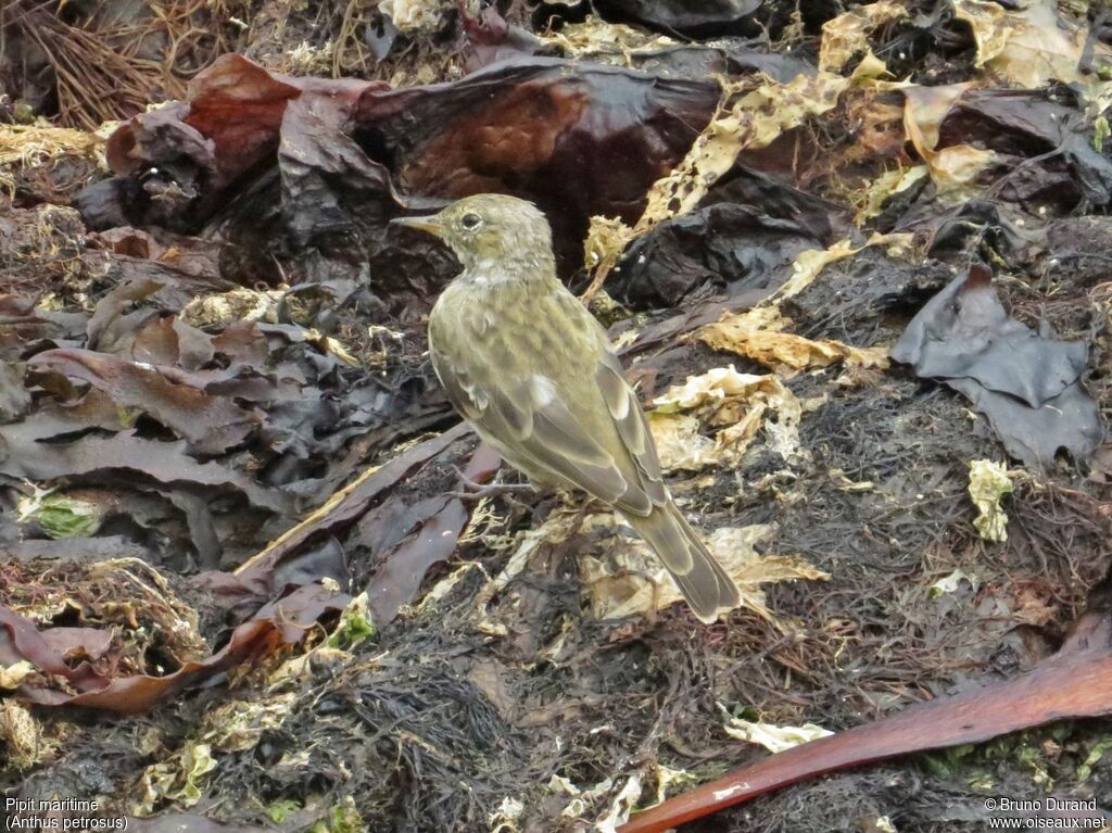 European Rock Pipit, identification