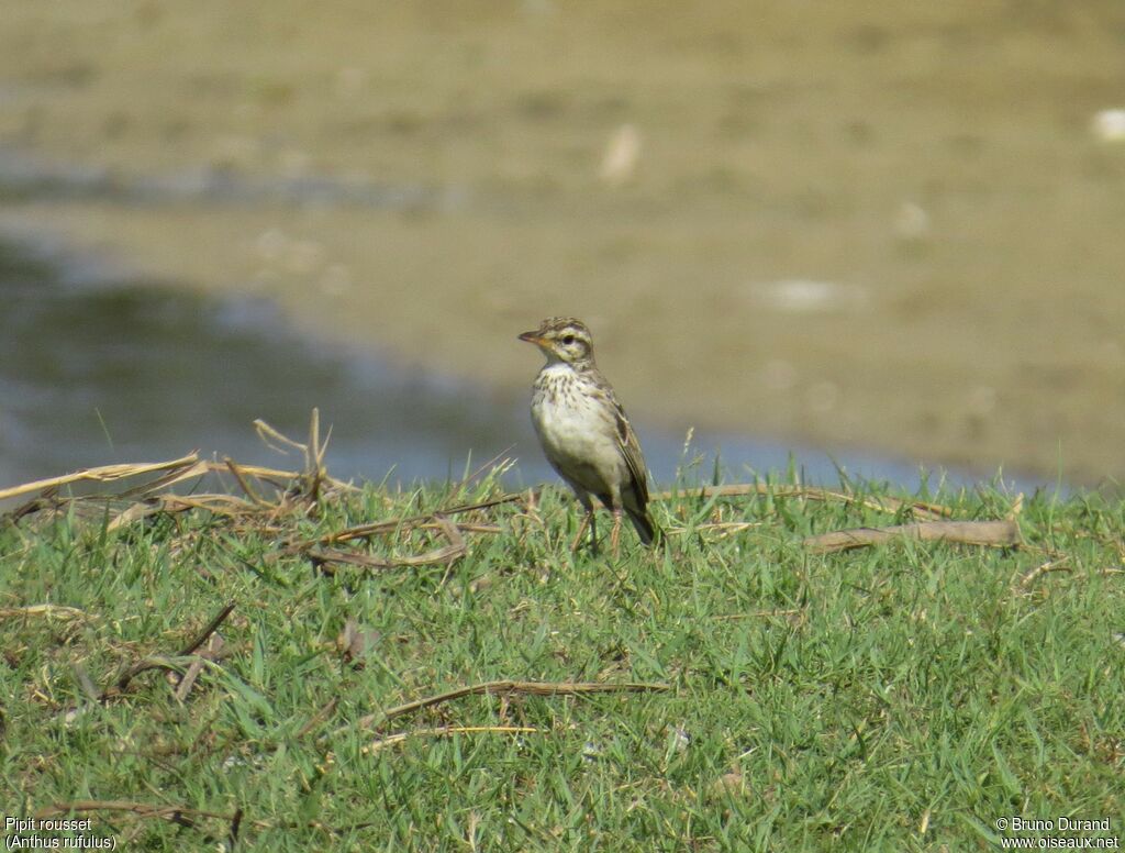 Pipit rousset, identification