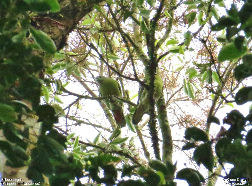 Black-naped Fruit Dove female, identification