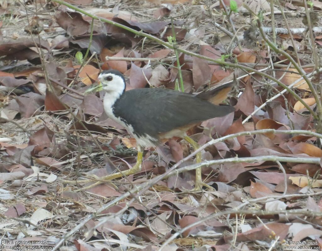 White-breasted Waterhenadult, identification