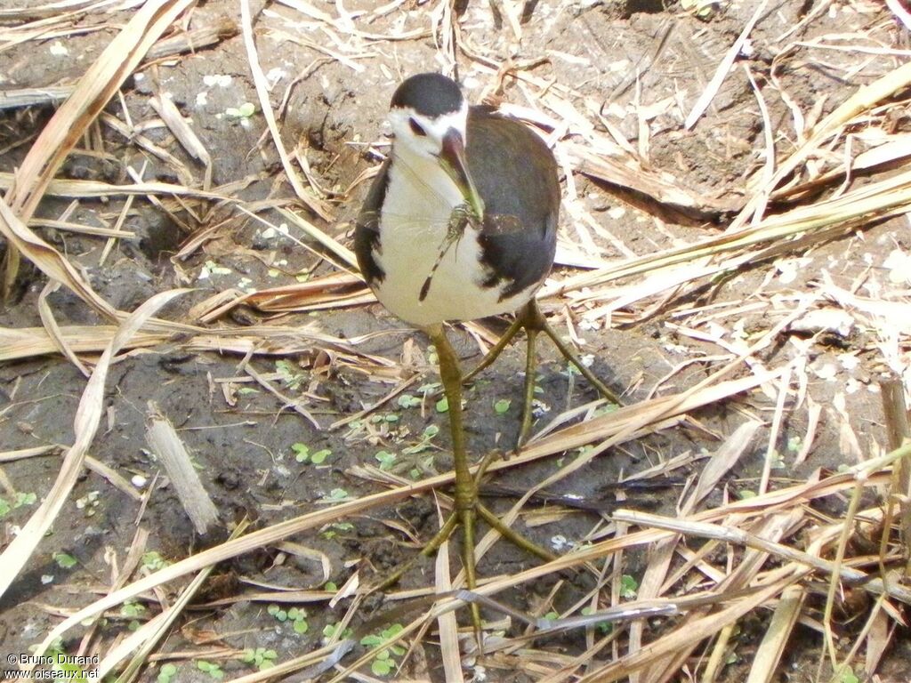 White-breasted Waterhenadult, identification, feeding habits, Behaviour